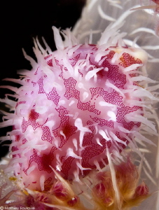Pseudosimnia sinensis by Mathieu Foulquié 